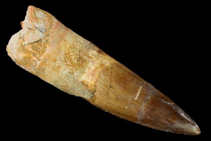 Bargain, Spinosaurus Tooth - Composite Tooth #153449